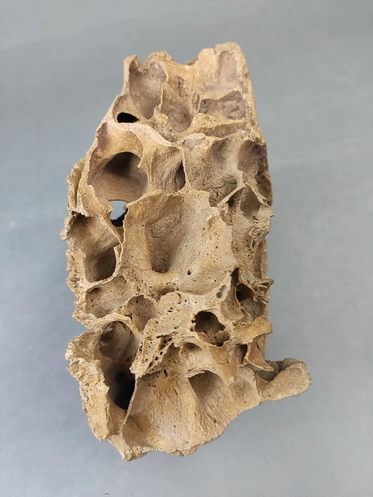 Woolly Mammoth Upper Jaw Section from Siberia - 8 inches - Image 7